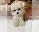 Small Photo #5 Poodle (Toy) Puppy For Sale in CHINO HILLS, CA, USA