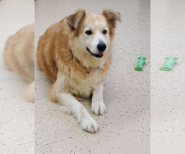 Medium Photo #1 Australian Shepherd-Great Pyrenees Mix Puppy For Sale in York, SC, USA