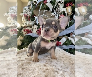 French Bulldog Puppy for sale in HEMET, CA, USA