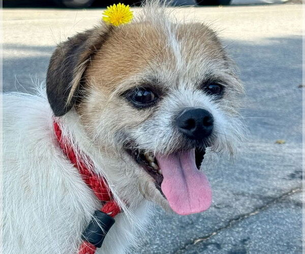 Medium Photo #2 Border Terrier-Unknown Mix Puppy For Sale in Newport Beach, CA, USA