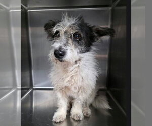 Norfolk Terrier-Unknown Mix Dogs for adoption in Lakewood, CO, USA
