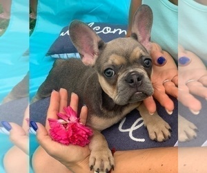 French Bulldog Puppy for sale in JACKSONVILLE, FL, USA