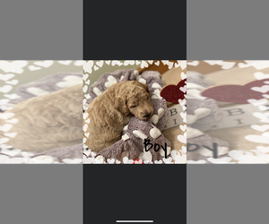 Medium Goldendoodle