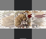 Small Photo #1 Goldendoodle Puppy For Sale in YADKINVILLE, NC, USA