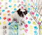 Small #5 ShihPoo