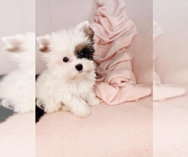 Medium Photo #16 Poodle (Toy) Puppy For Sale in BELLAIRE, TX, USA