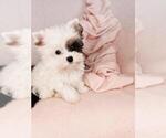 Small Photo #16 Poodle (Toy) Puppy For Sale in BELLAIRE, TX, USA