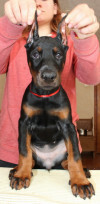 Medium Photo #1 Doberman Pinscher Puppy For Sale in MURRIETA, CA, USA