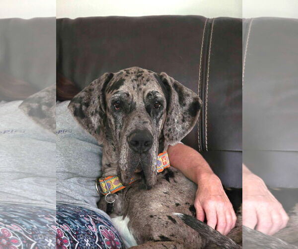 Medium Photo #8 Great Dane Puppy For Sale in Huntersville, NC, USA