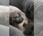 Puppy Royal Blue Cane Corso
