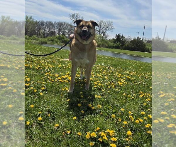 Medium Photo #3 Mutt Puppy For Sale in Oskaloosa, IA, USA