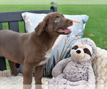 Small #1 Labrador Retriever Mix
