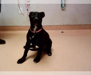 American Pit Bull Terrier Dogs for adoption in Martinez, CA, USA