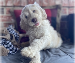 Goldendoodle Puppy for sale in WINNSBORO, TX, USA