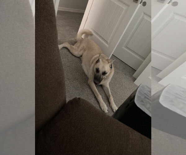 Medium Photo #2 Anatolian Shepherd Puppy For Sale in Chandler, AZ, USA
