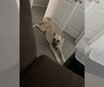 Small #1 Anatolian Shepherd