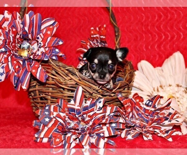 Medium Photo #2 Chihuahua Puppy For Sale in CHARLESTON, AR, USA