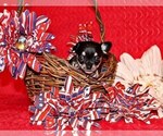 Small #1 Chihuahua