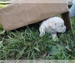Small Photo #11 Labrador Retriever Puppy For Sale in BURLINGTON, CO, USA
