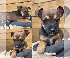 Rat Terrier Puppy for sale in WHITAKERS, NC, USA