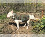 Small Photo #3 Bull Terrier Puppy For Sale in Rockdale, TX, USA