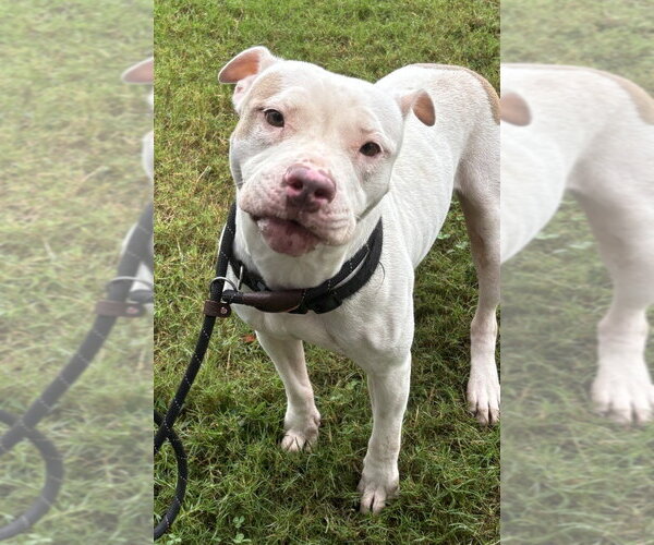 Medium Photo #1 Mutt Puppy For Sale in Glen Allen, VA, USA