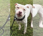DA 37 Naomi - Female Mutt Dog for Adoption - Small photo