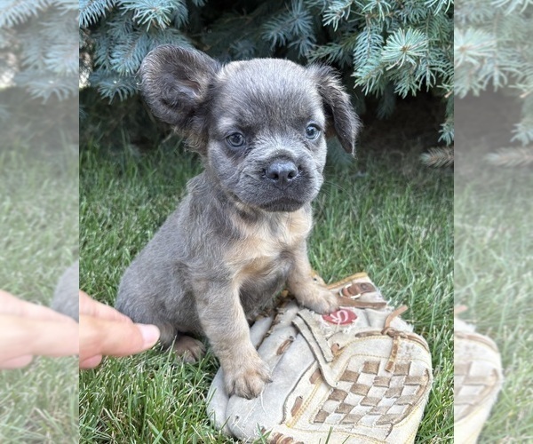 Medium Photo #4 French Bulldog Puppy For Sale in MIDDLEBURY, IN, USA