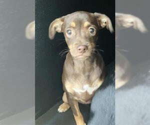 Chihuahua-Unknown Mix Dogs for adoption in Long Beach, CA, USA