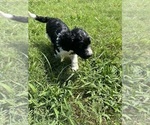Small #1 Goldendoodle