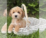Small #1 Bichpoo
