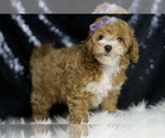 Small #3 Poodle (Toy)