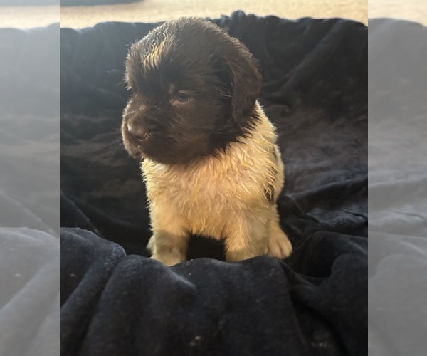 Medium Photo #10 Newfoundland Puppy For Sale in WAUSEON, OH, USA