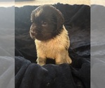 Small #9 Newfoundland