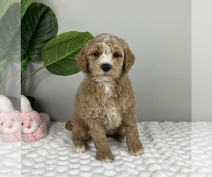 Goldendoodle (Miniature) Puppy for Sale in FRANKLIN, Indiana USA