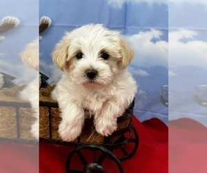 English Bulldogge Puppy for sale in CASSVILLE, MO, USA