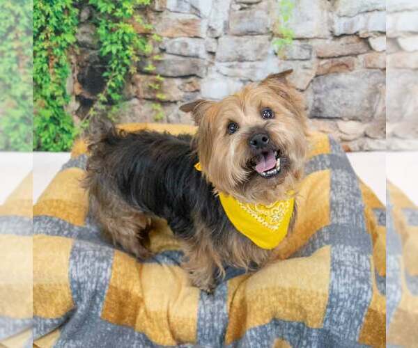 Medium Photo #3 Mutt Puppy For Sale in Kennesaw, GA, USA