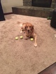Small Photo #10 Golden Retriever Puppy For Sale in ARLINGTON, WA, USA