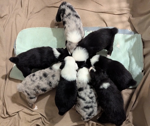 Medium Photo #57 Australian Shepherd Puppy For Sale in SYLVA, NC, USA