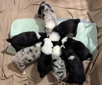 Small Photo #57 Australian Shepherd Puppy For Sale in SYLVA, NC, USA