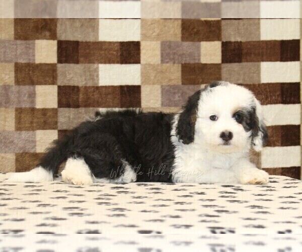 Medium Photo #2 Bernedoodle (Miniature) Puppy For Sale in DENVER, PA, USA