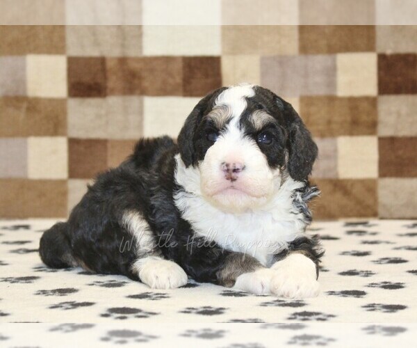 Medium Photo #2 Bernedoodle (Miniature) Puppy For Sale in DENVER, PA, USA