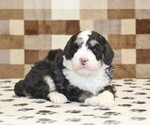 Small #1 Bernedoodle (Miniature)