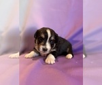 Small #4 Corgipoo