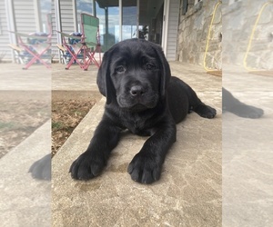 Medium Labrador Retriever