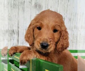 Goldendoodle Puppy for sale in CANTRIL, IA, USA