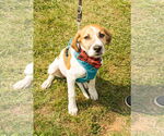 Small #22 American Pit Bull Terrier-Treeing Walker Coonhound Mix