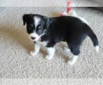 Small Photo #8 Miniature Australian Shepherd Puppy For Sale in MONTGOMERY, IL, USA