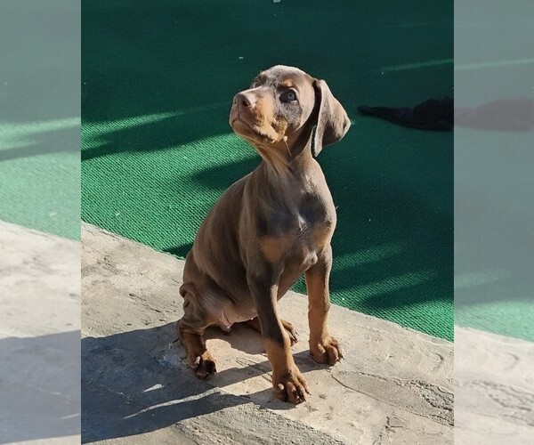 Medium Photo #3 Doberman Pinscher Puppy For Sale in DAVENPORT, FL, USA