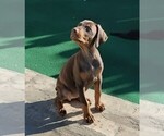 Litter of 2 - Male(s) and Female(s) Doberman PinscherLitter of Puppies for Sale - Photo #3